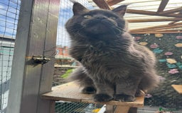 Maine Coon cats for sale: Giant Maine Coon! 20+ Generation Champion Heritage - Image 14