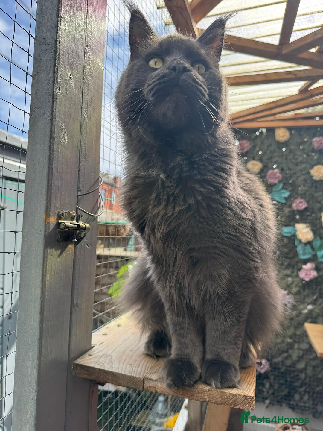 Maine Coon cats for sale: Giant Maine Coon! 20+ Generation Champion Heritage - Image 14