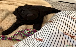 Labradoodle dogs for sale: Price reduced ready now Toy mini labradoodle f2bb  - Image 8