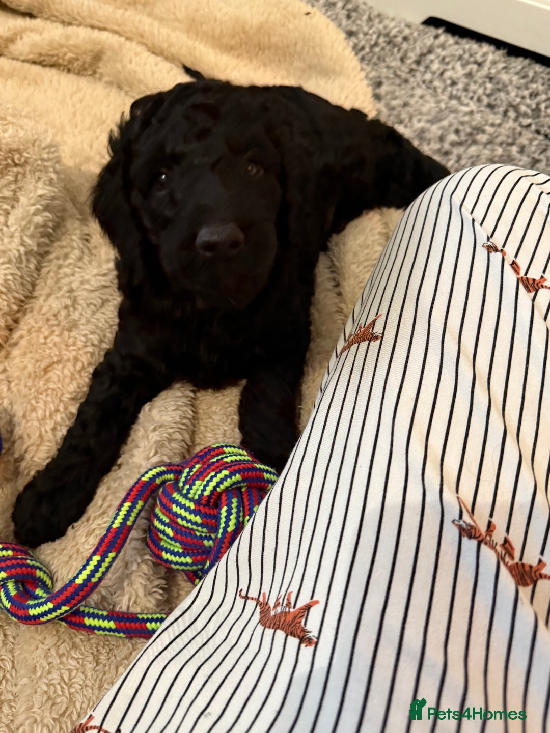 Labradoodle dogs for sale: Price reduced ready now Toy mini labradoodle f2bb  - Image 8
