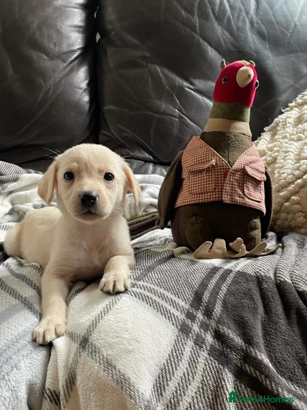 Labrador Retriever dogs for stud: Health Tested Working Labrador Retriever For Stud in Burton-on-Trent - Advert 12