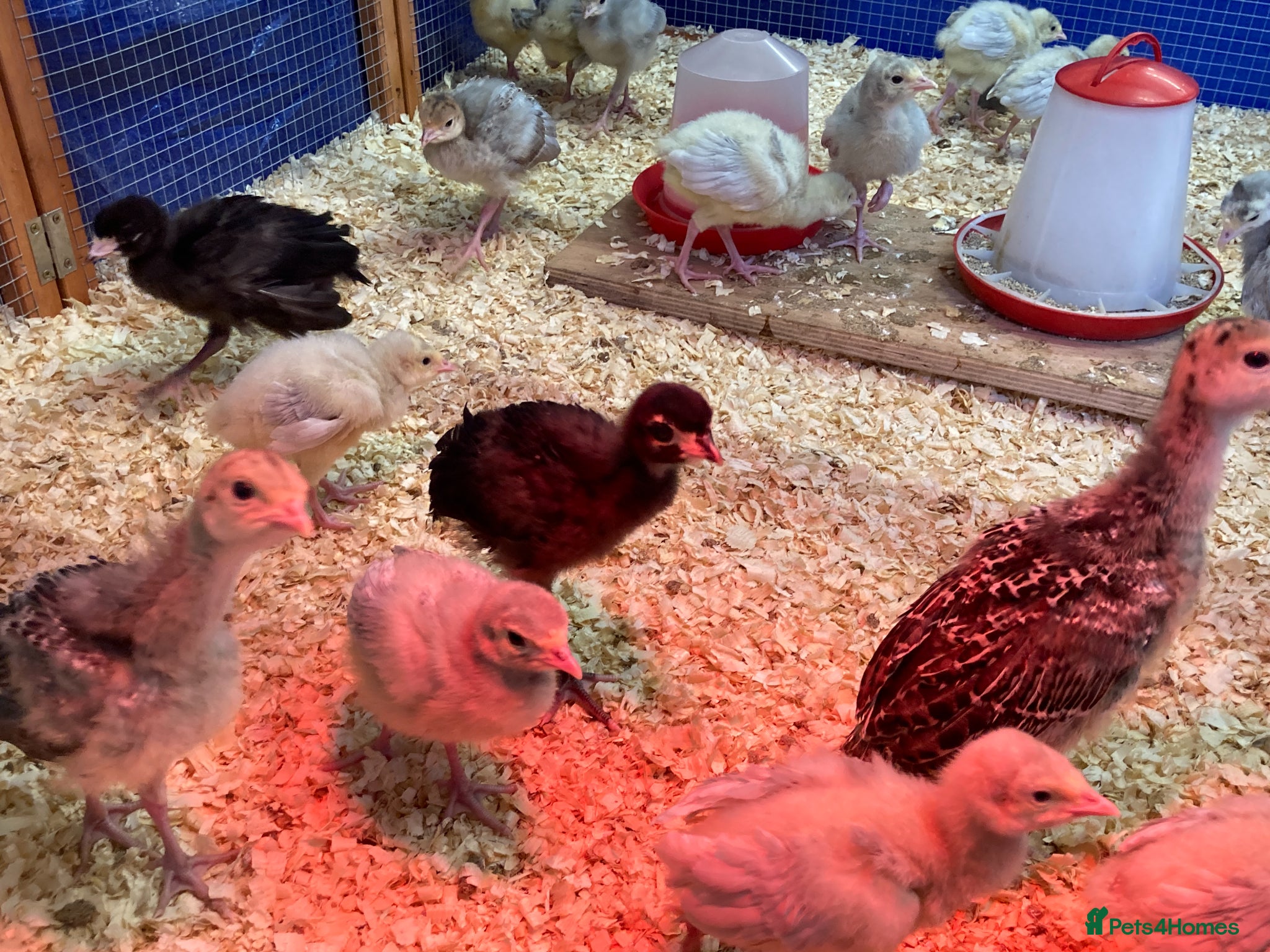 Turkeys poultry Lavender / Lilac Turkey poults - Advert 2