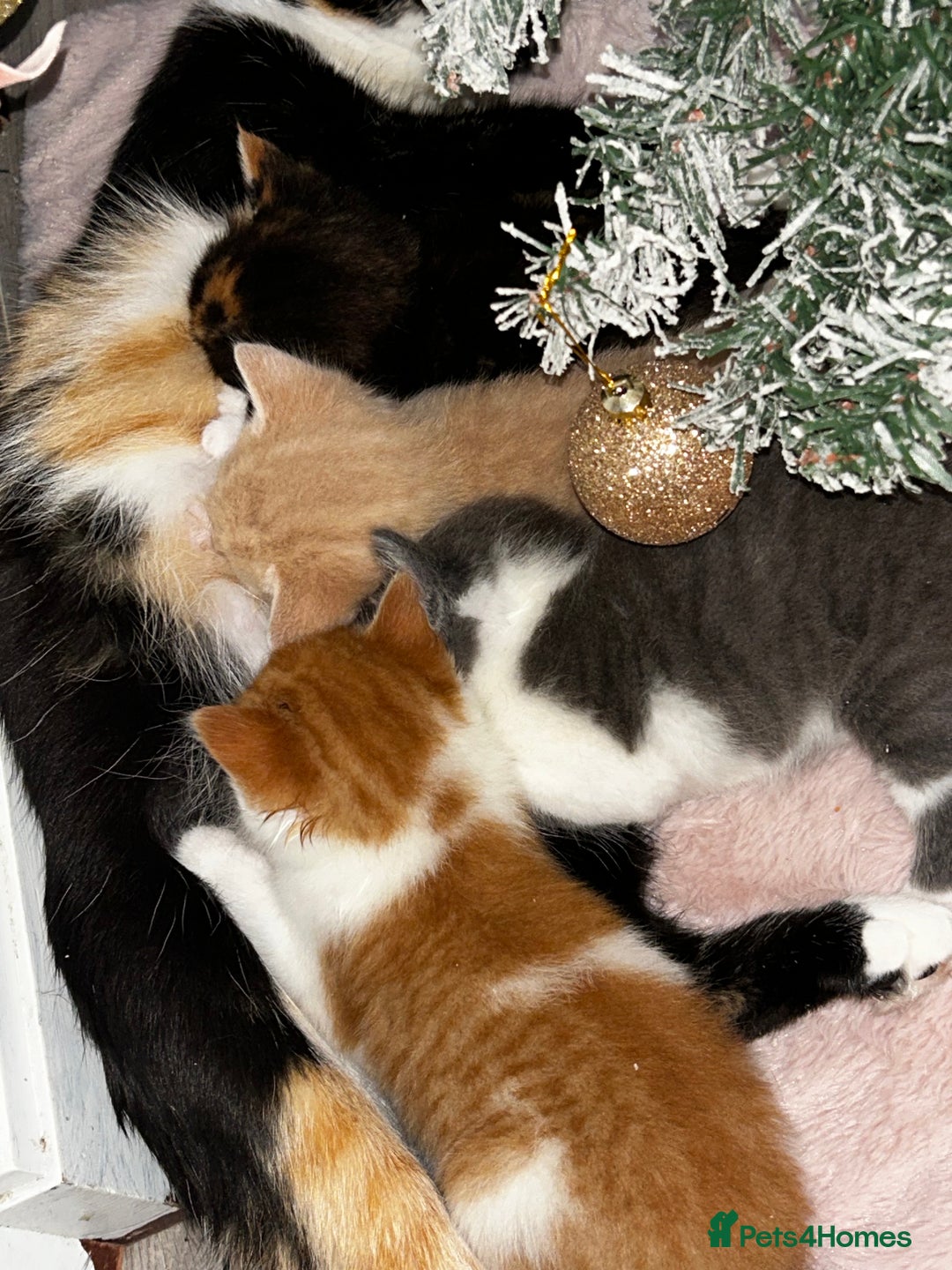 British Shorthair cats for sale: Four Adorable Kittens 🤍 - Advert 6