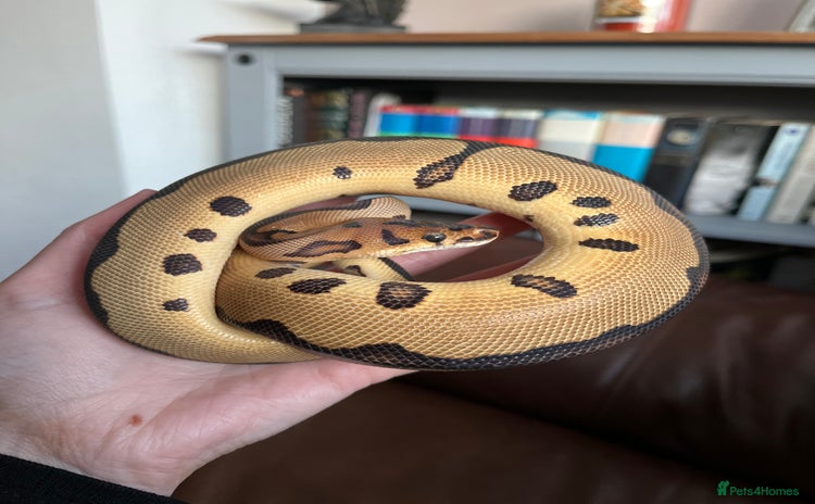 Python Snake reptiles - Advert 2