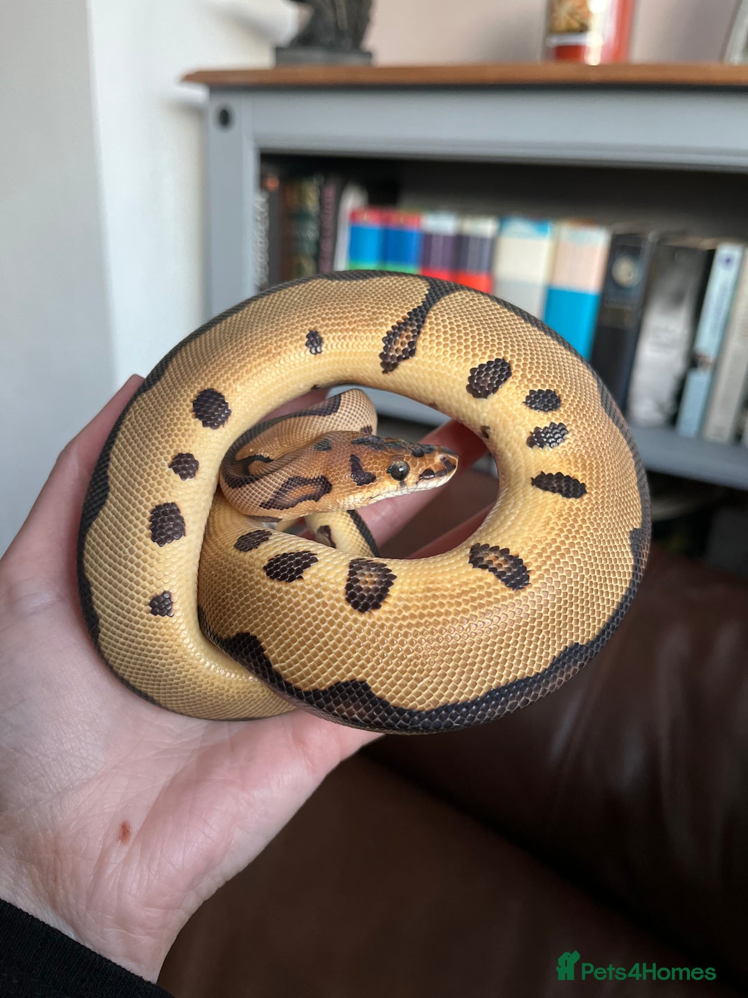 Python Snake reptiles for sale: Leopard Clown Ball Royal Python - Image 1