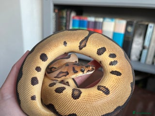 Python Snake reptiles - Advert 16