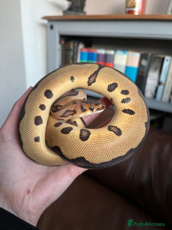 Python Snake reptiles - Advert 1