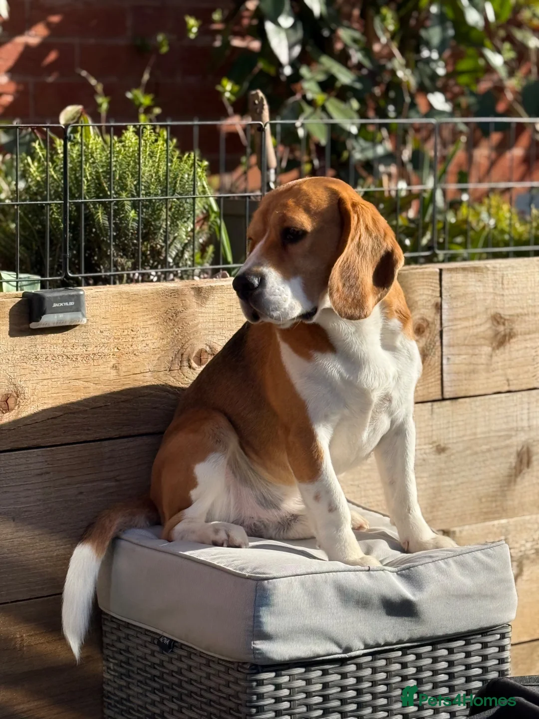 Beagle dogs for stud: Absolutely Spotless Olimp — Beagle Stud (Imp Pol) in Newent - Advert 6