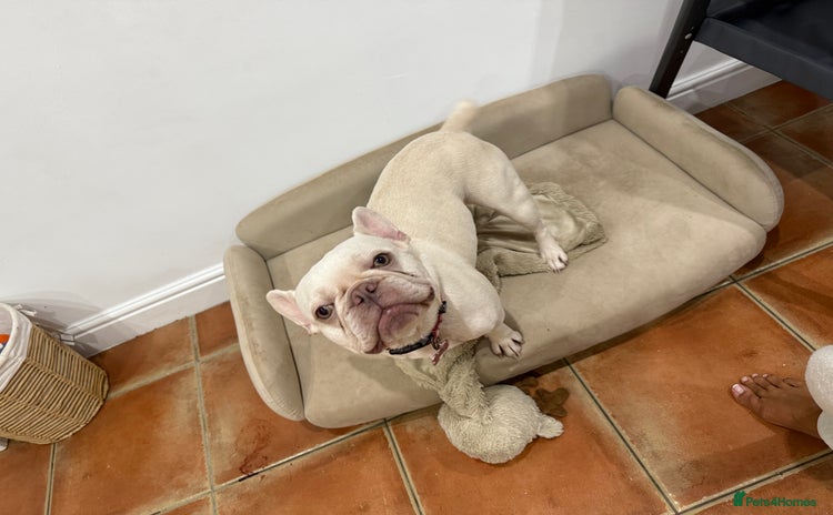 French Bulldog dogs Pedigree platinum French Bull dog  - Advert 11