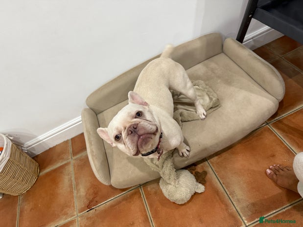 French Bulldog dogs Pedigree platinum French Bull dog - Advert 1