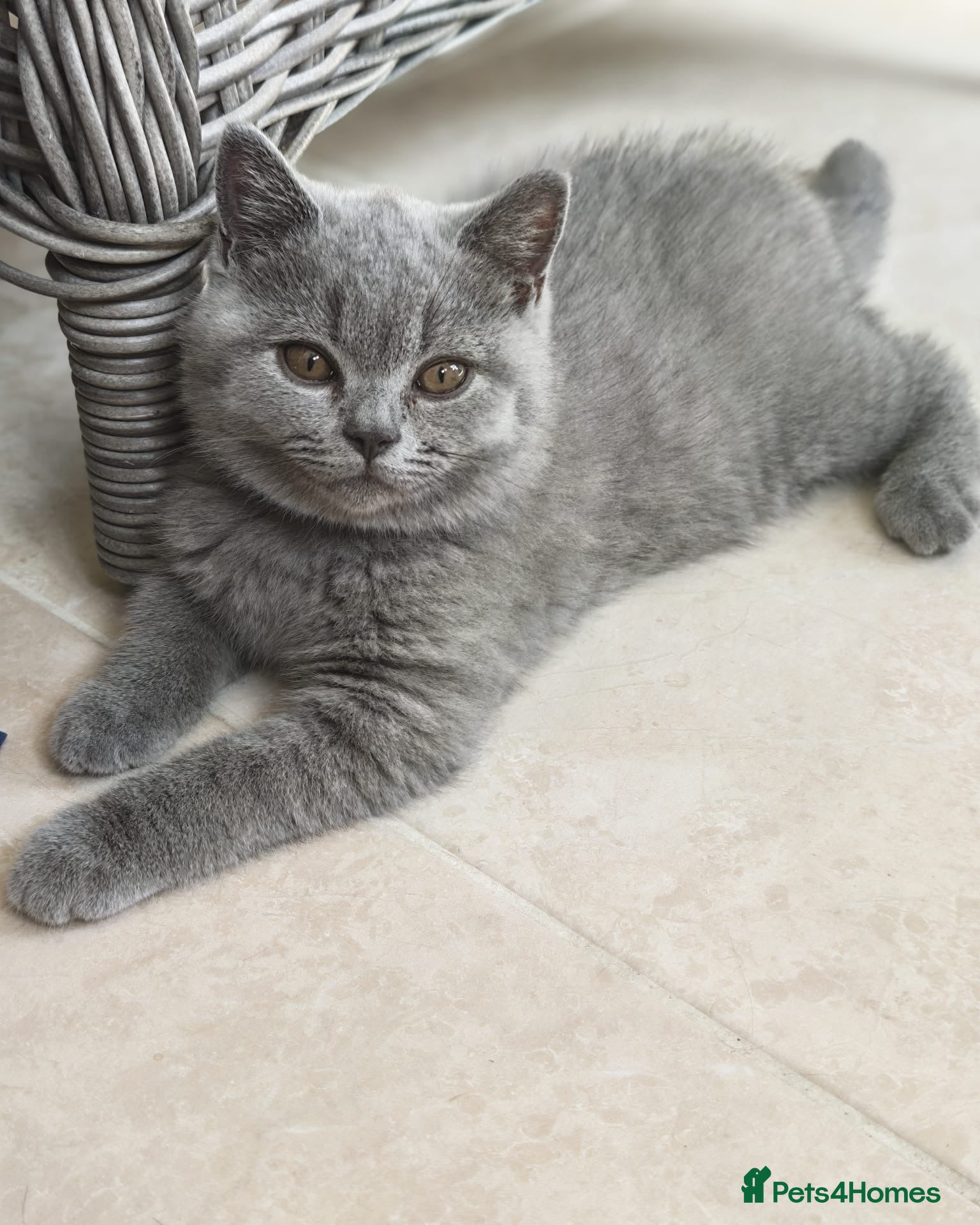 British Shorthair cats 2 Beautiful BSH Ready to Leave - GCCF Registered - Advert 2