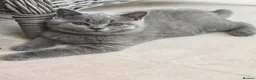 British Shorthair cats for sale: 2 Beautiful BSH Ready to Leave - GCCF Registered - Advert 6