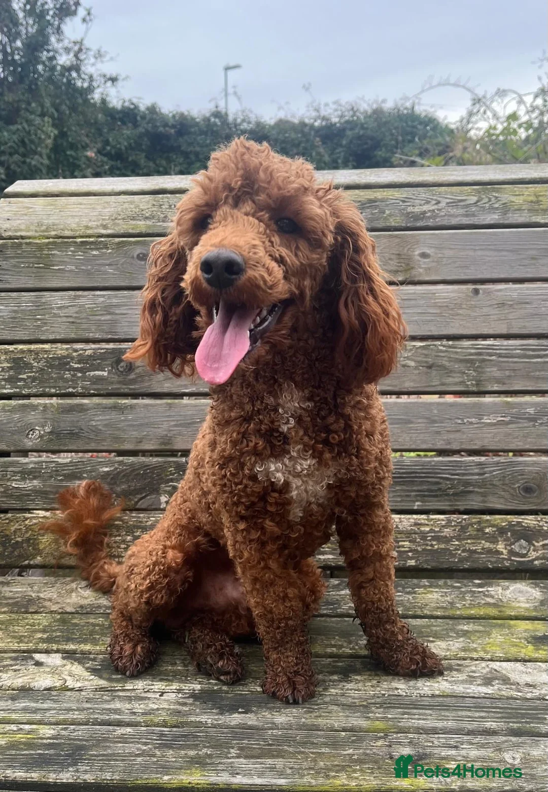 Miniature Poodle dogs for stud: EDDIE Red miniature poodle stud  in Blaydon-on-Tyne - Advert 8