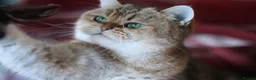 British Shorthair cats for sale: 🌟 Stunning Golden Queen–TICA ACTIVE Registered 🌟 - Advert 24