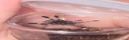 Tarantulas invertebrates for sale: Tarantula list - Advert 5