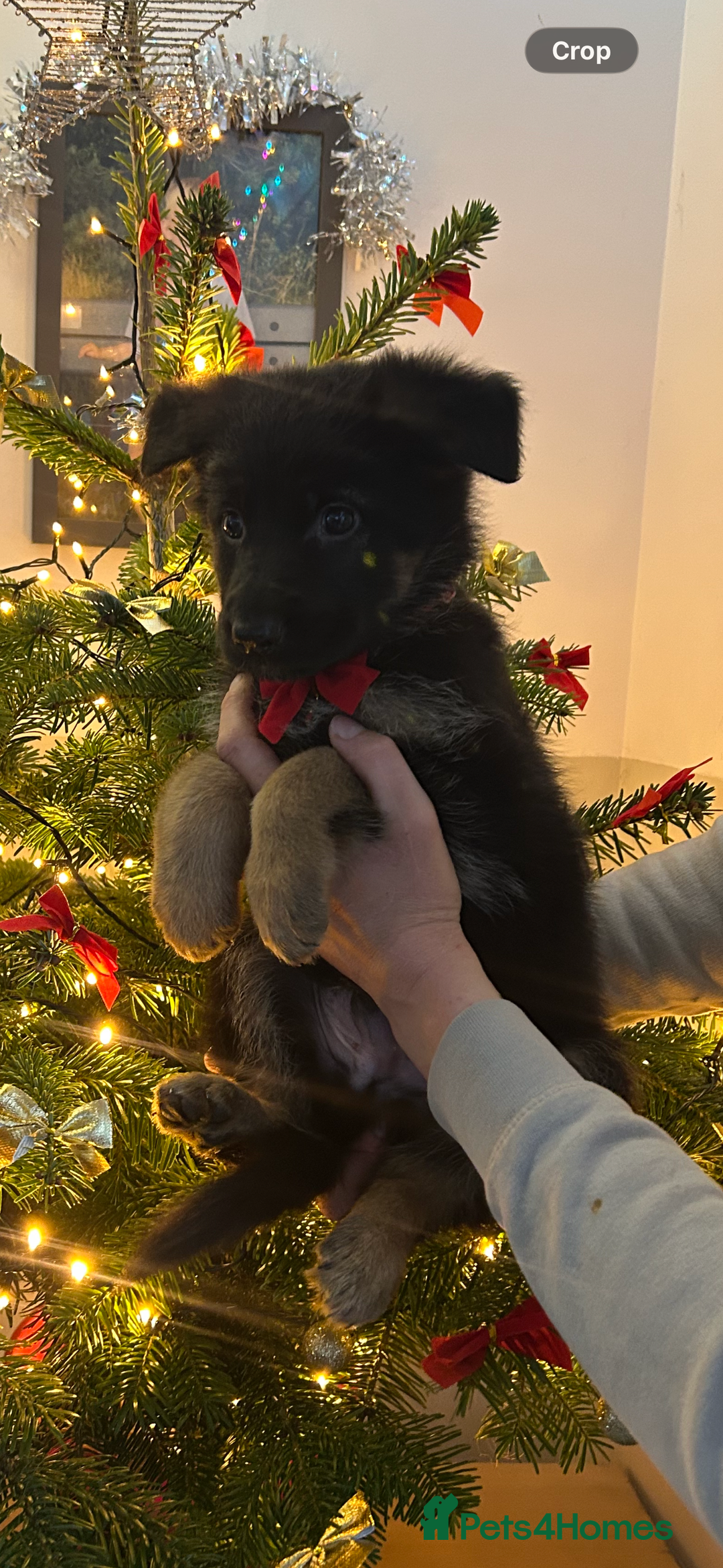German Shepherd dogs for sale: ✨Last black and gold German shepherd puppy reduced - Advert 2
