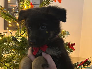 German Shepherd dogs Beautiful black and gold German shepherd puppies - Advert 4