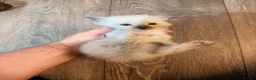 Ragdoll cats for sale: Stunning pedigree ragdools  - Advert 5