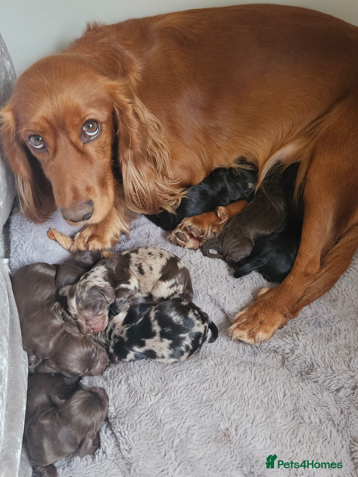 Cocker Spaniel dogs 8 stunning cocker spaniel puppies - Advert 18