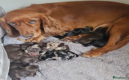 Cocker Spaniel dogs for sale: 8 stunning cocker spaniel puppies - Advert 1