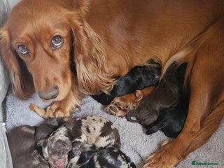 Cocker Spaniel dogs for sale: 8 stunning cocker spaniel puppies - Advert 1