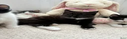 British Longhair cats for sale: 5 Adorable kittens - Advert 11