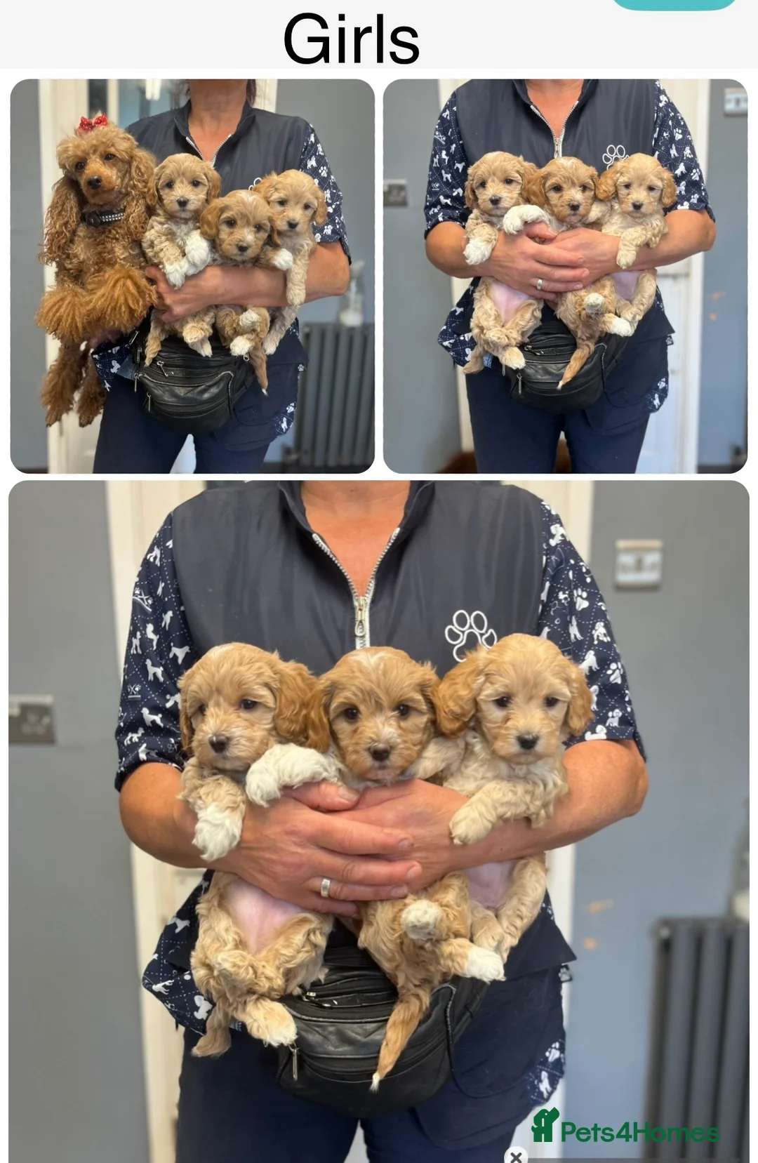 Maltipoo dogs for sale: BEAUTIFUL MALTIPOOS BOTH SEXES DNA CLEAR  - Advert 16