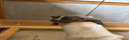 Staffordshire Bull Terrier dogs for sale: Beautiful blue Staffordshire bull terrier puppies - Advert 3