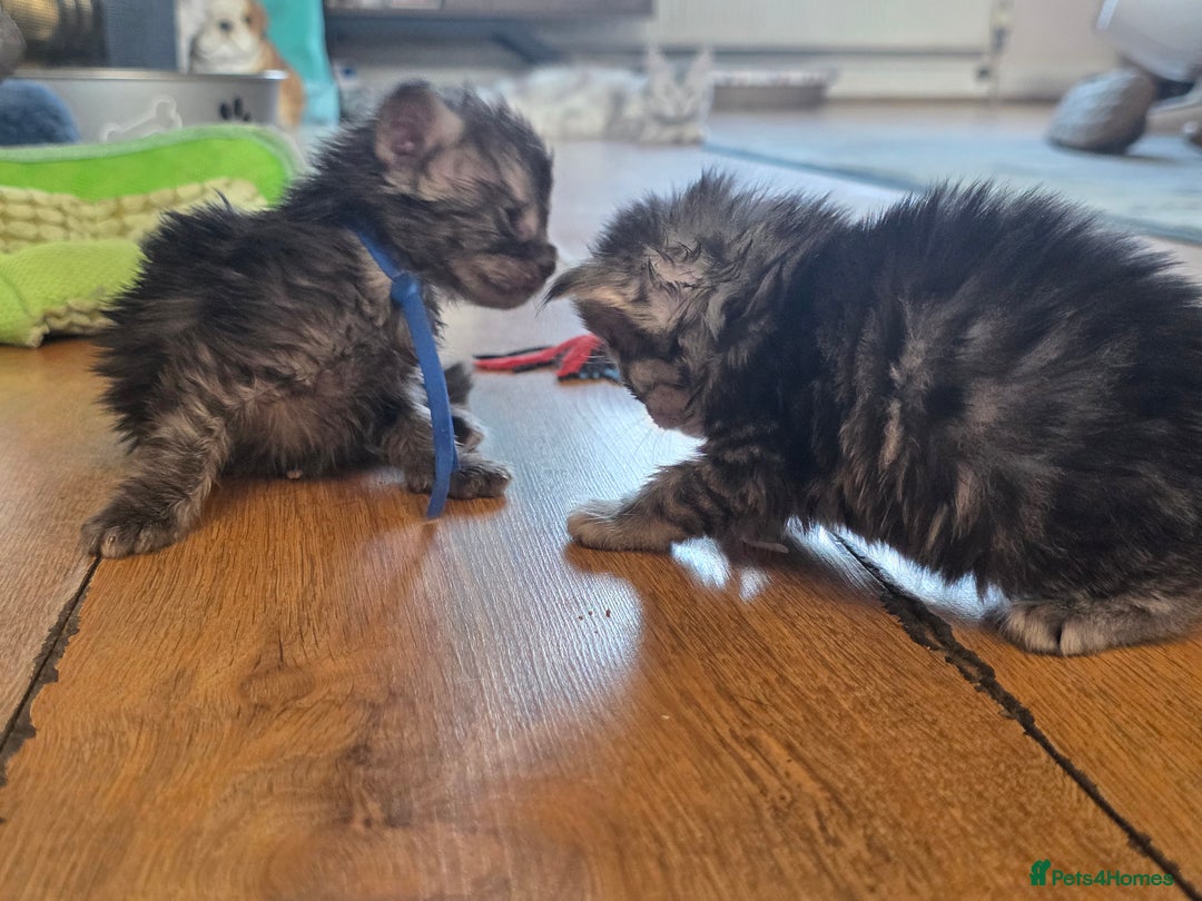 Maine Coon cats for sale: Beautiful 3/4 maincoon kittens  - Image 11
