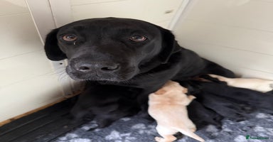 Labrador Retriever dogs - Advert 13