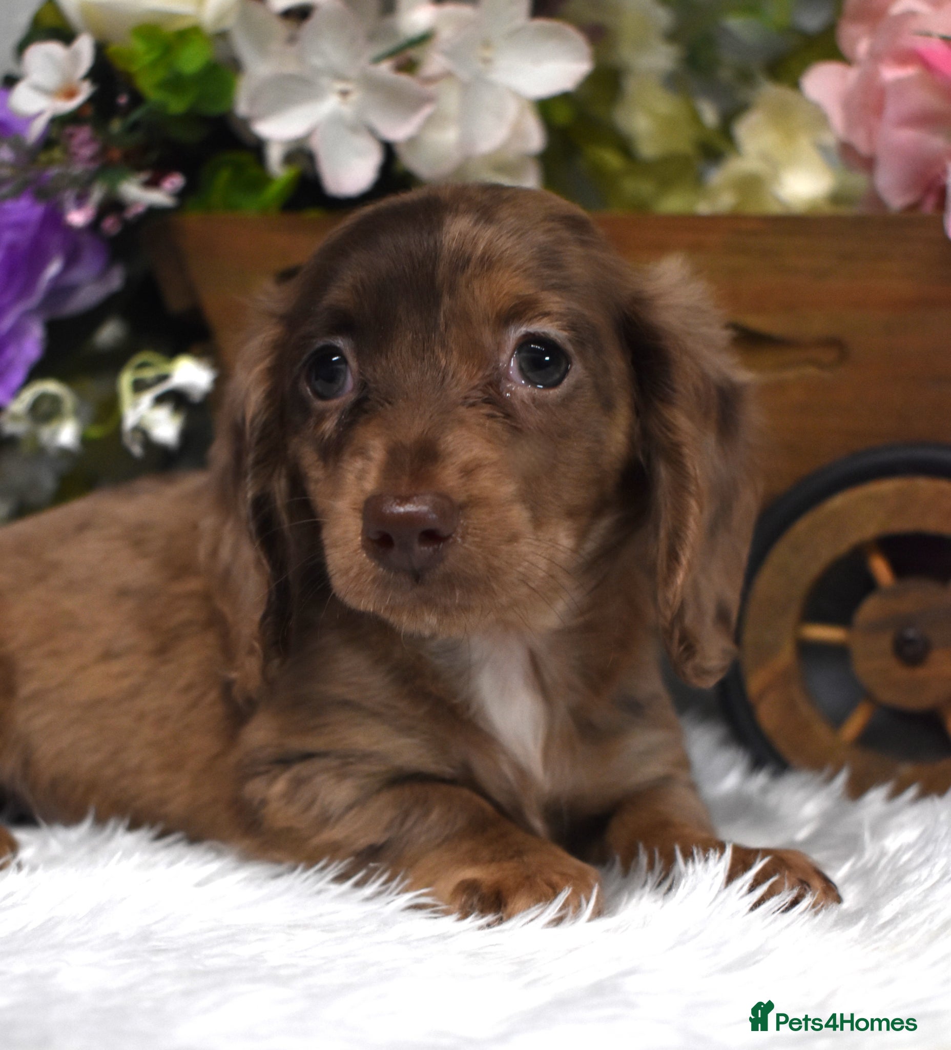 Miniature Dachshund dogs KC Miniature Dachshund Puppies - Advert 2