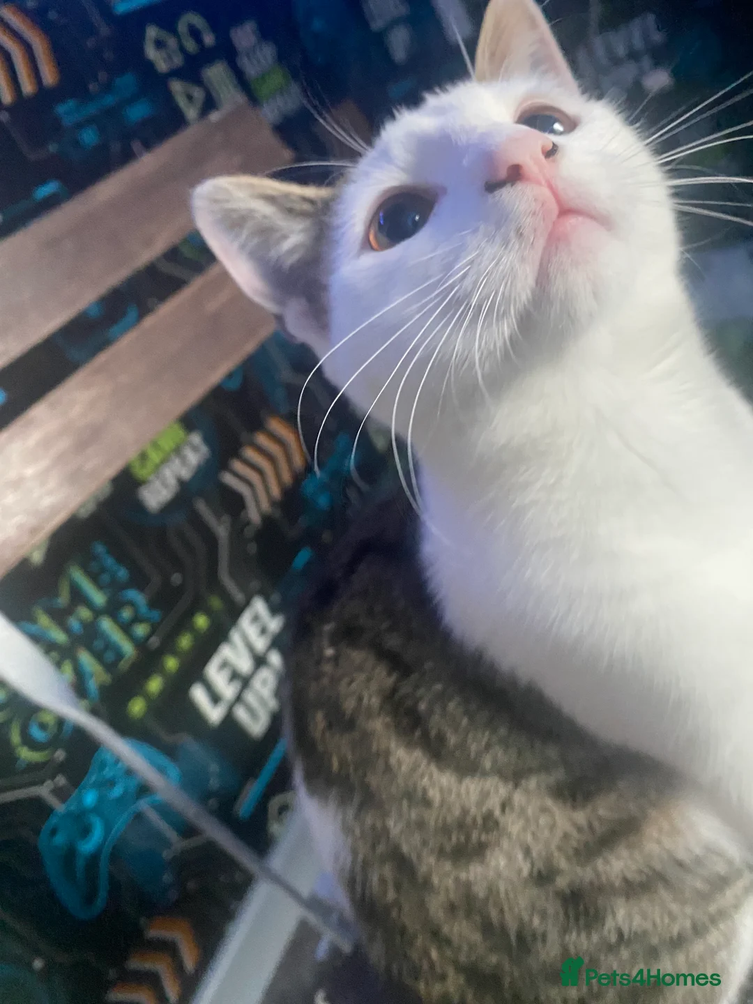 Mixed Breed cats for sale: Mixed breed British short hair kittens  - Advert 16