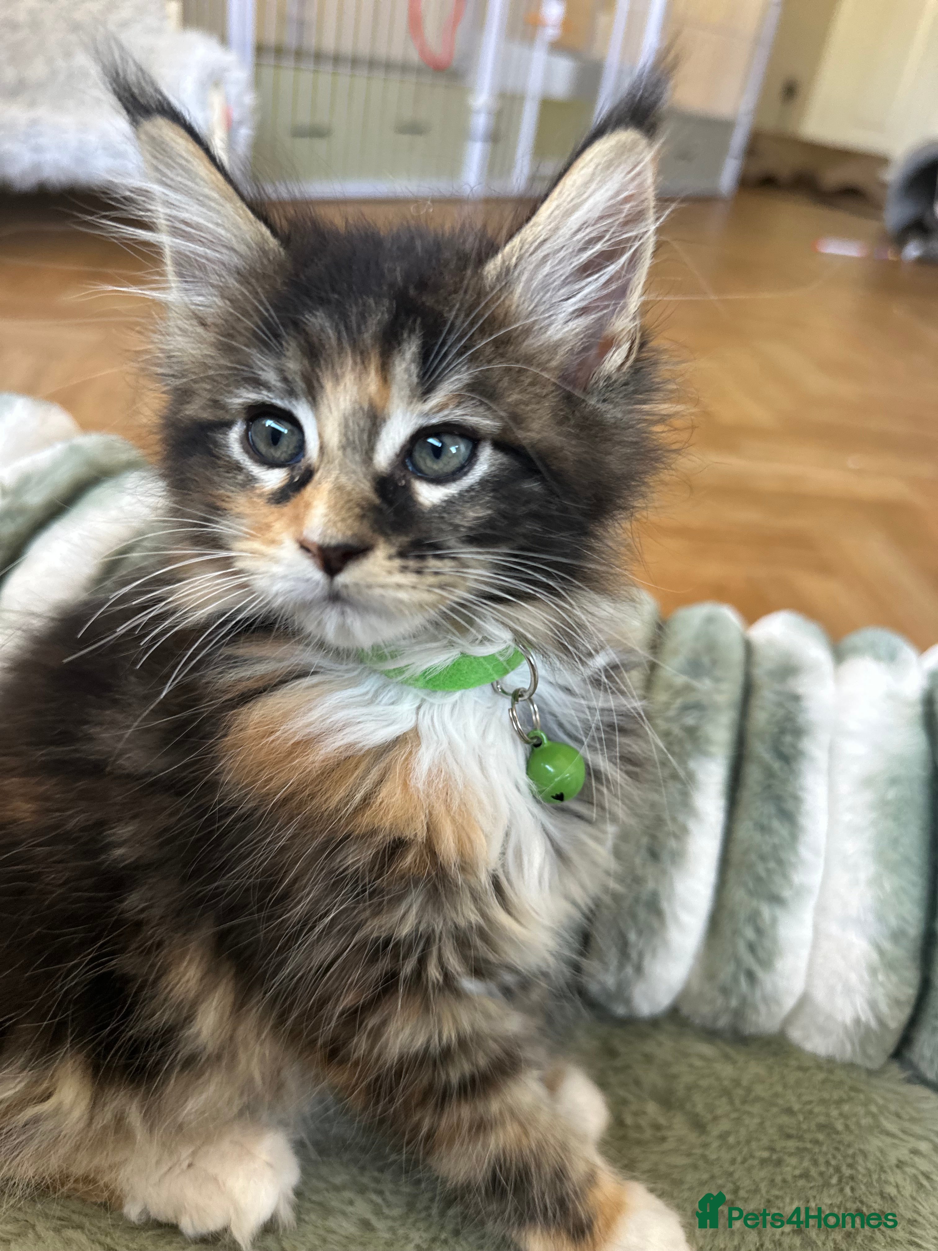 Maine Coon cats Maine Coon Kittens, beautiful colours - 8 wks - Advert 2