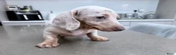 Miniature Dachshund dogs for sale: Miniature Dachshund Puppy - Isabella & Tan Dapple - Advert 5