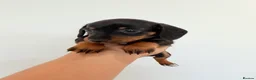 Miniature Dachshund dogs for sale: KC short haired and long haired puppies  - Advert 18