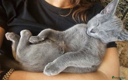 Russian Blue cats for sale: **TICA full pedigree Russian Blue kittens - Image 4