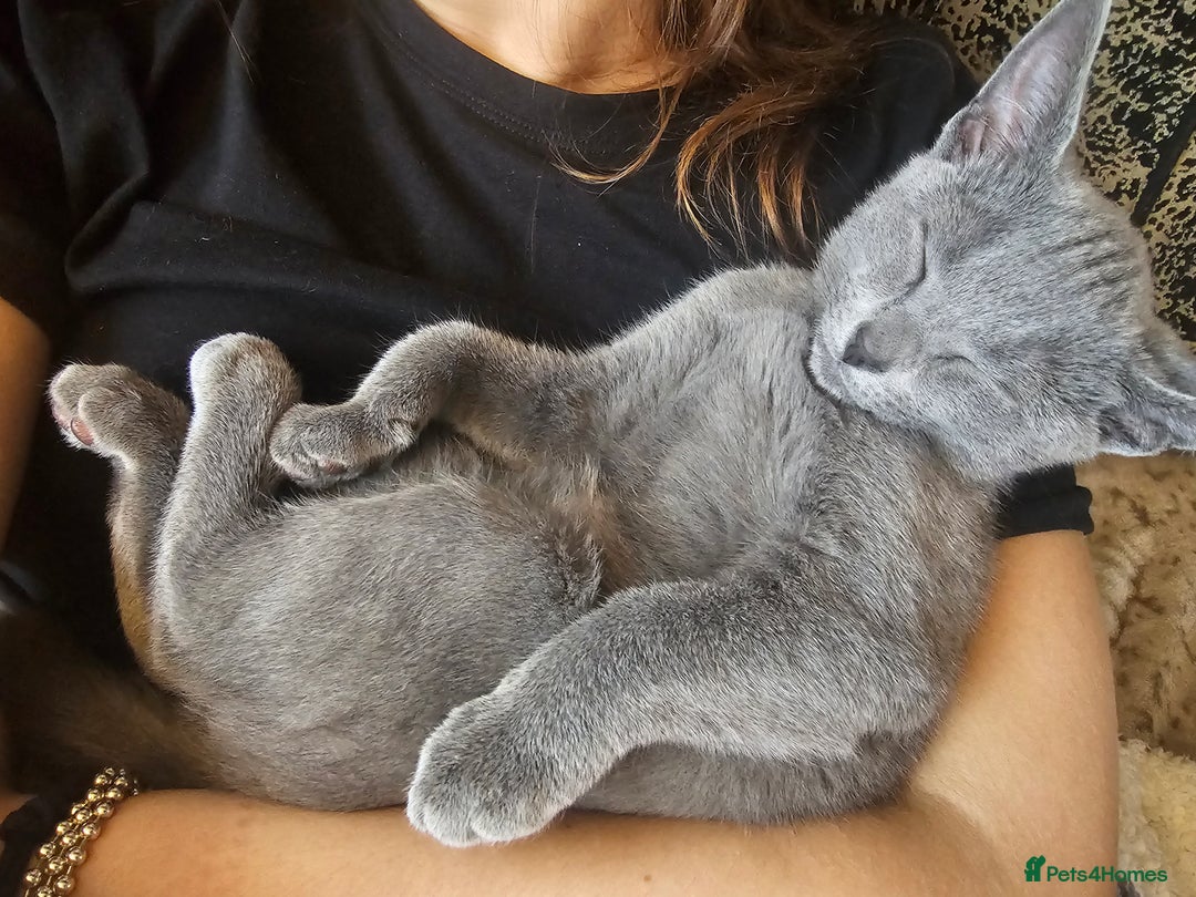 Russian Blue cats for sale: **TICA full pedigree Russian Blue kittens - Image 4