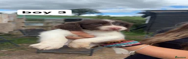 English Springer Spaniel 3