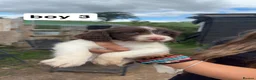 English Springer Spaniel dogs for sale: English springer spaniel puppies - Advert 9