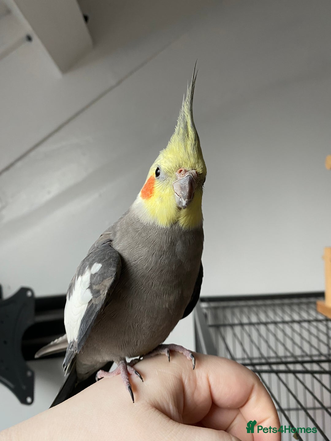 Cockatiels birds for sale: hand tamed cockatiel  - Advert 5