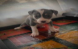 American Bully dogs for sale: Beautiful Tri colour American bully puppy’s  - Image 7