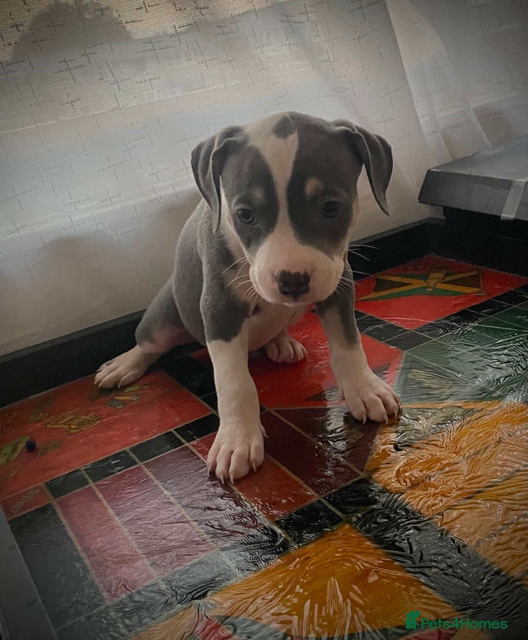 American Bully dogs for sale: Beautiful Tri colour American bully puppy’s  - Image 7