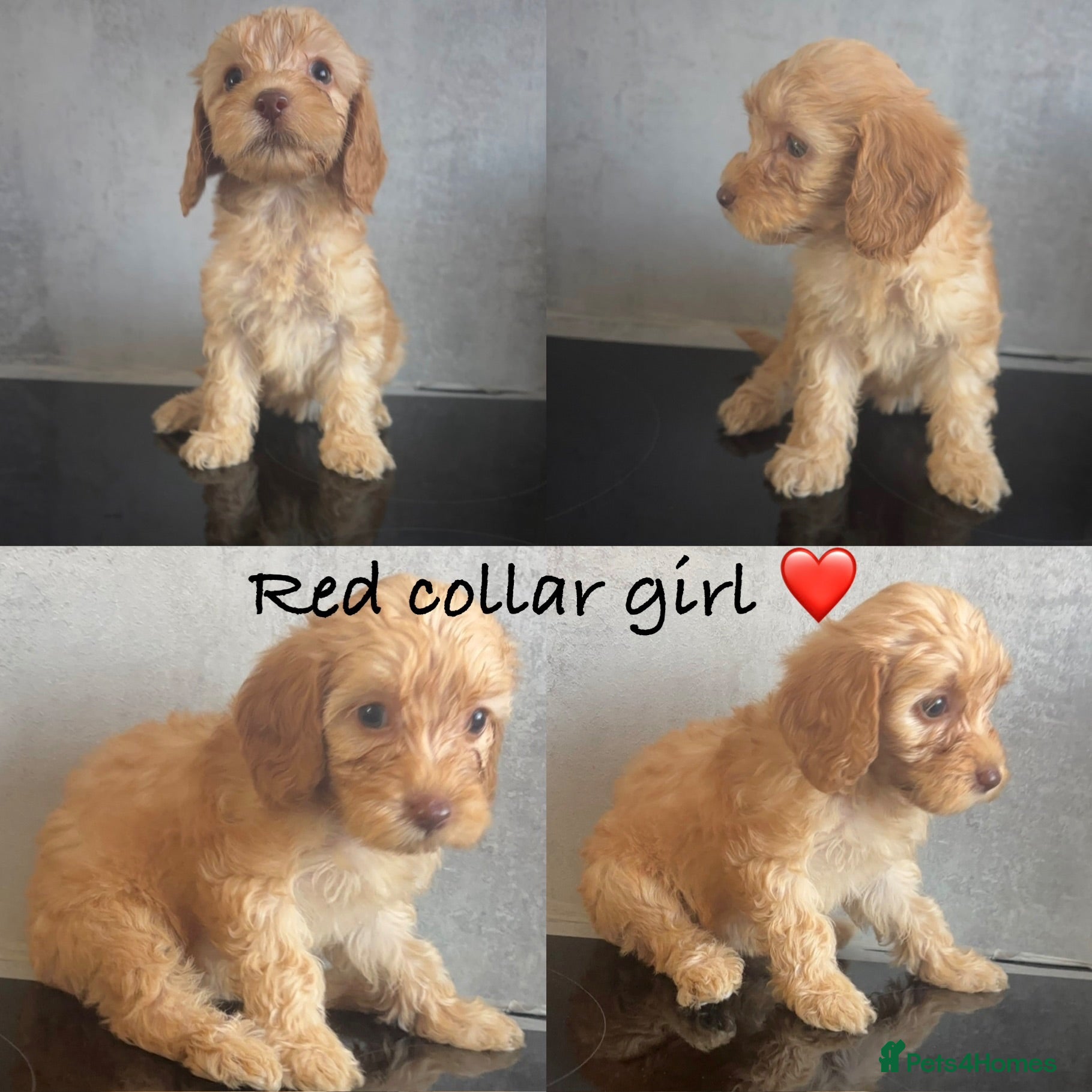 Cockapoo dogs Ready soon- beautiful cockapoo puppies - Advert 18