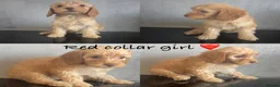 Cockapoo dogs for sale: *READY NOW* - 4 left - cockapoo puppies - Advert 5