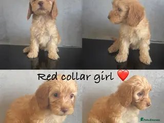 Cockapoo dogs Ready soon- beautiful cockapoo puppies - Advert 18