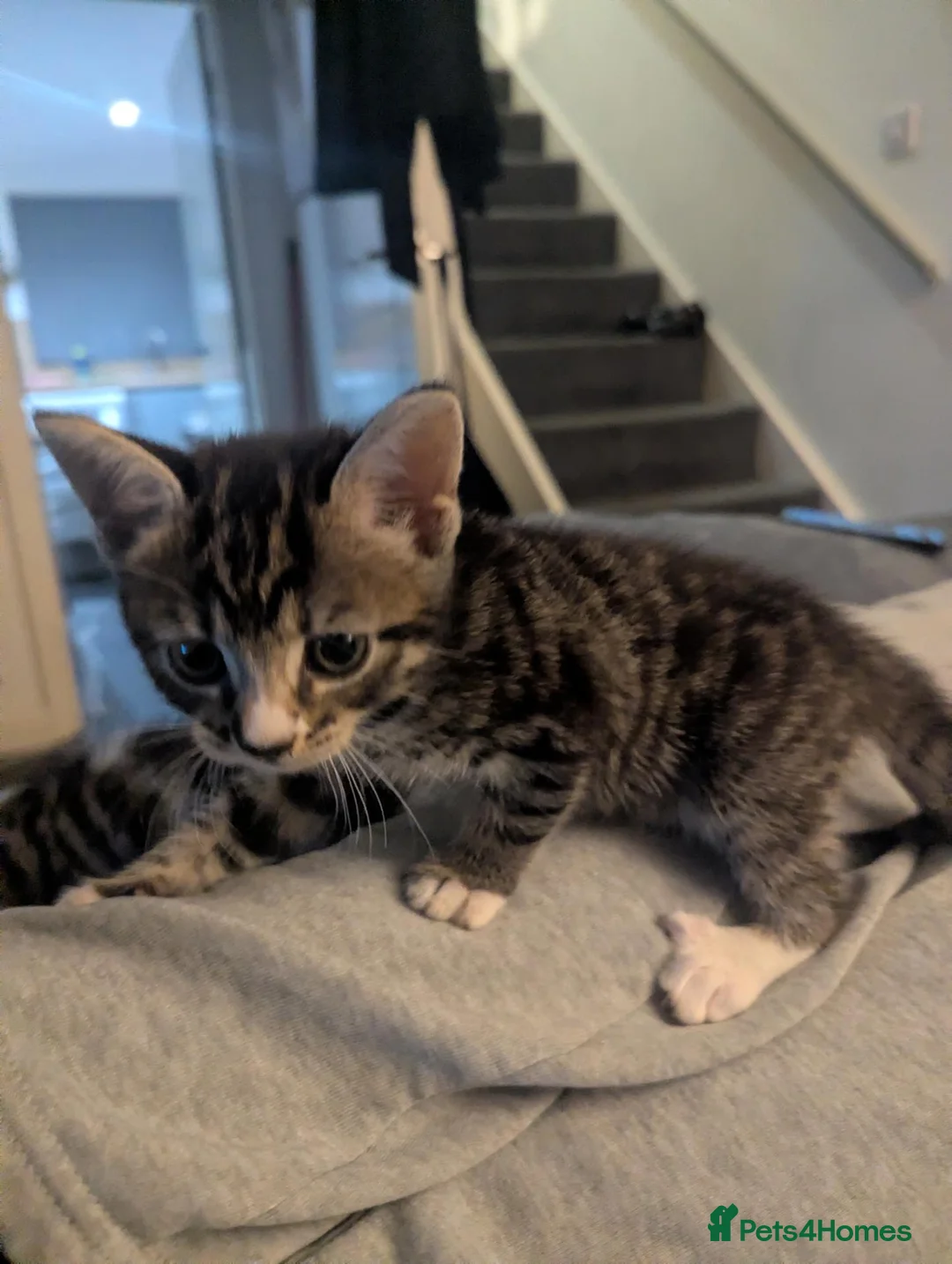 Mixed Breed cats for sale: Beautiful kittens for sale  in Stourbridge - Advert 2