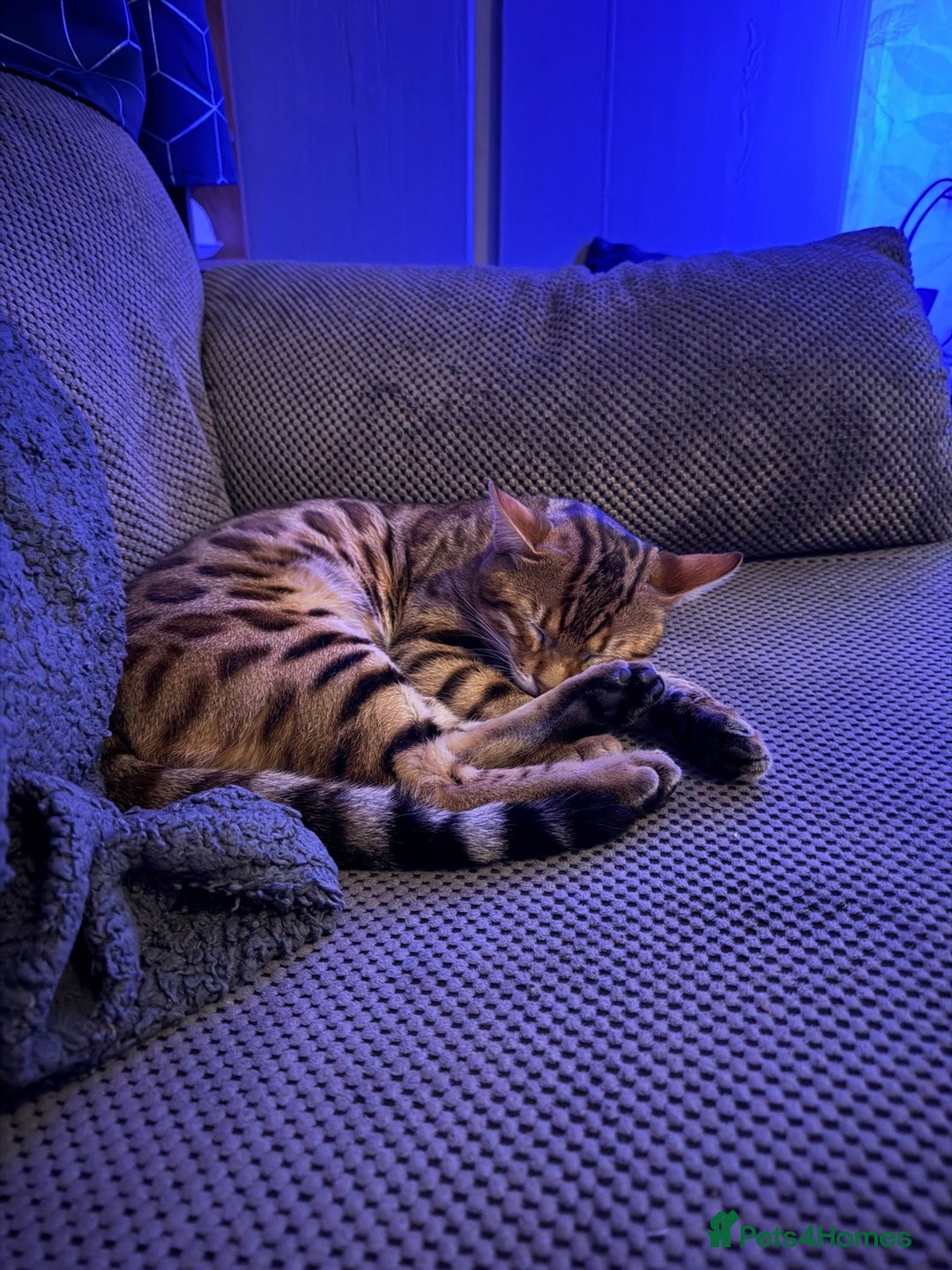 Bengal cats for sale: 2 lovable bengal brothers - Advert 6