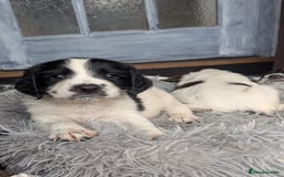English Springer Spaniel dogs for sale: Beautiful  - Image 2
