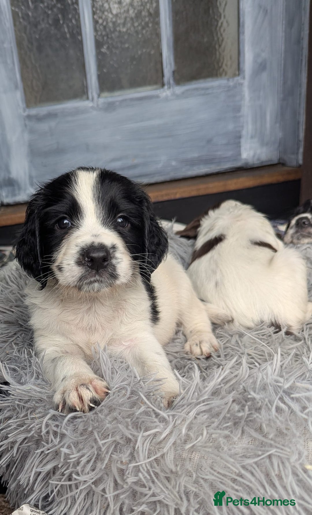 English Springer Spaniel dogs for sale: Beautiful  - Image 2