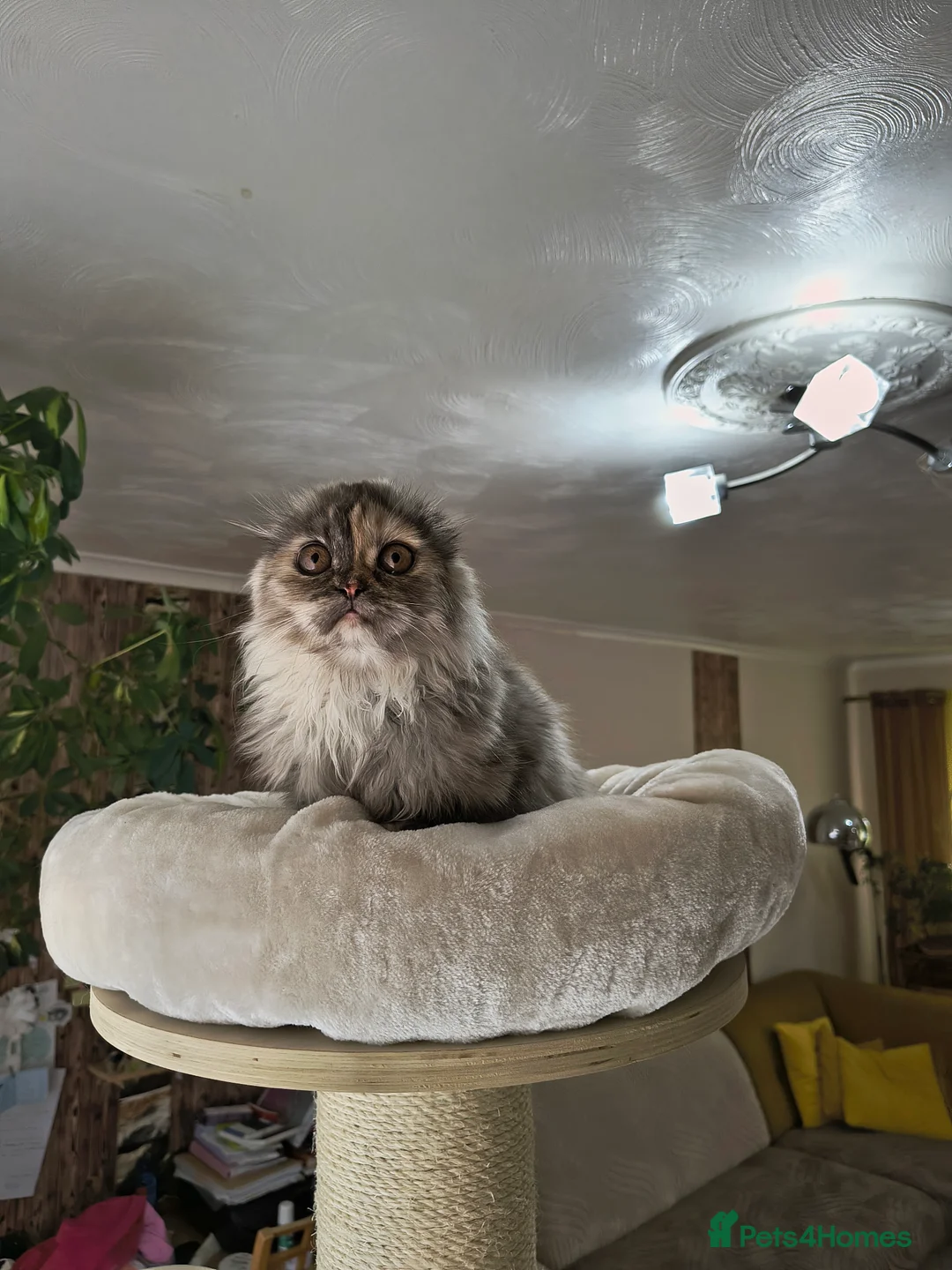 Scottish Fold cats for sale: Scottish fold and straight ear girl's ❤️ - Advert 8